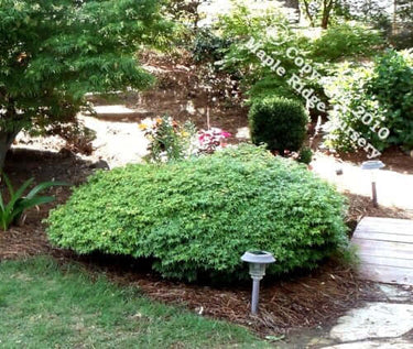 Acer palmatum 'Shishio hime' - mapleridgenursery